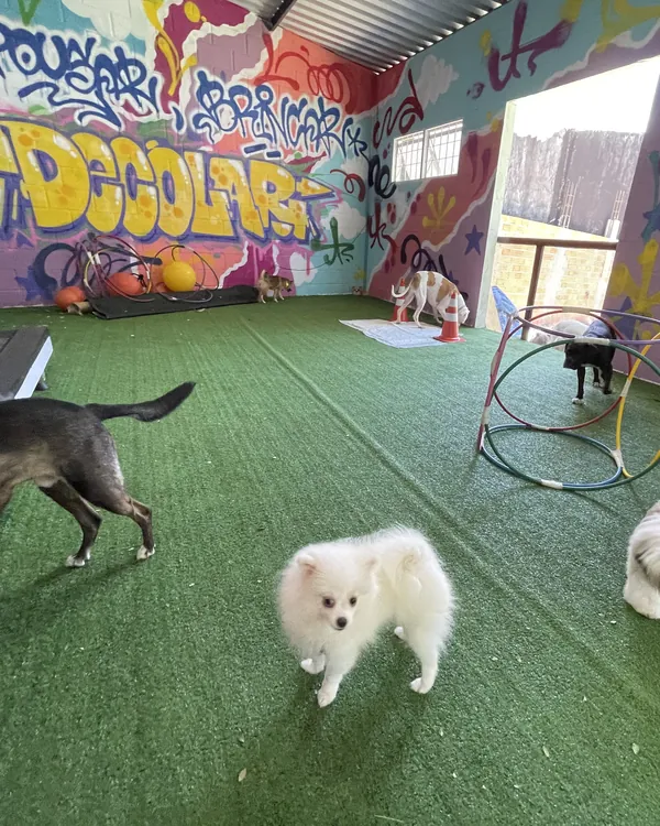 Cães pequenos brincando na sala coberta de grama sintética