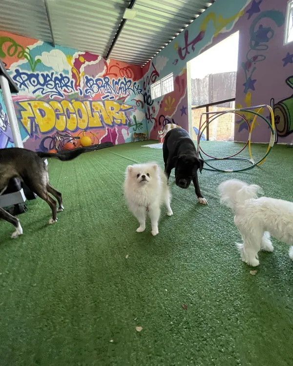 Spitz e maltês brincando na sala coberta