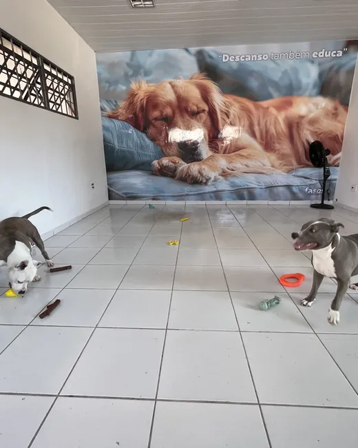 Sala de convivência com cães brincando e papel de parede de cão