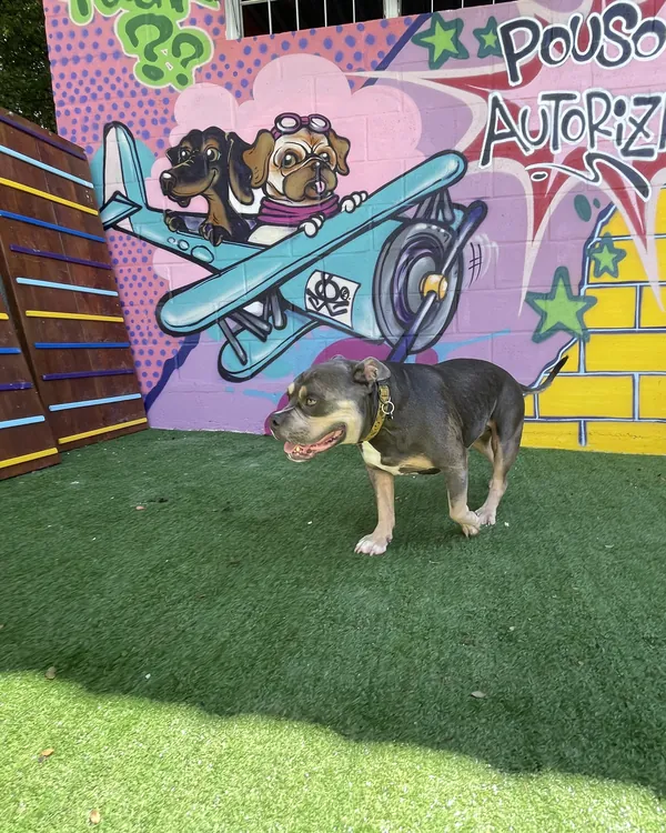 Cão passeando na grama em frente ao mural do avião