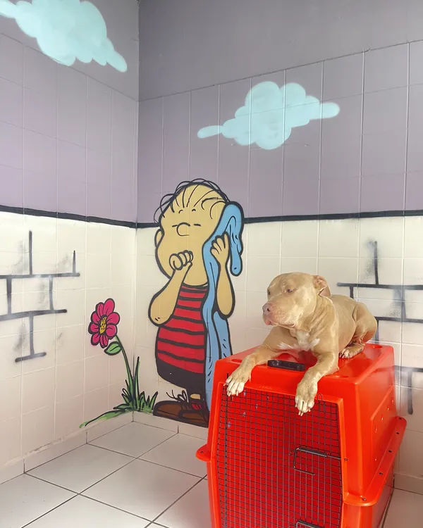 Cão deitado tranquilo em cima da caixa de transporte, no quarto com mural