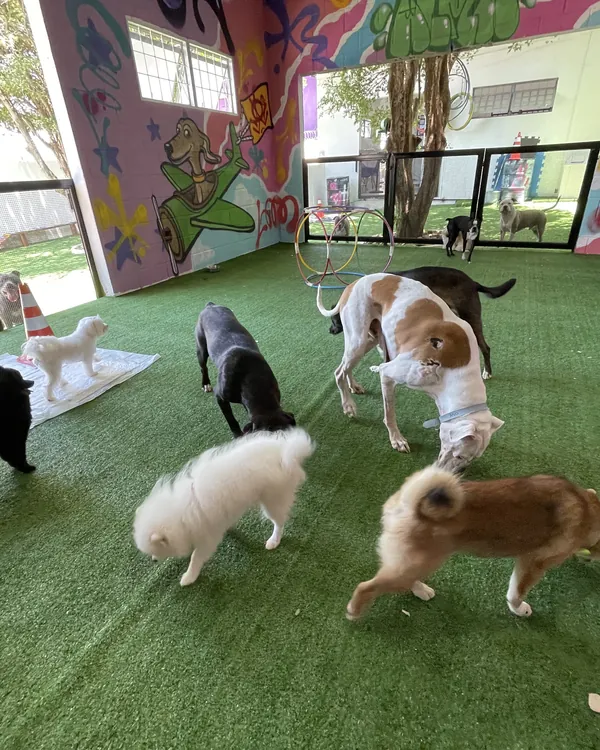 Turma de cães pequenos e médios convivendo na sala coberta