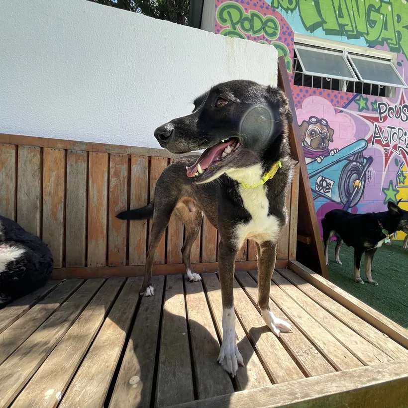 Cão sorrindo no deck de madeira, com o mural colorido atrás