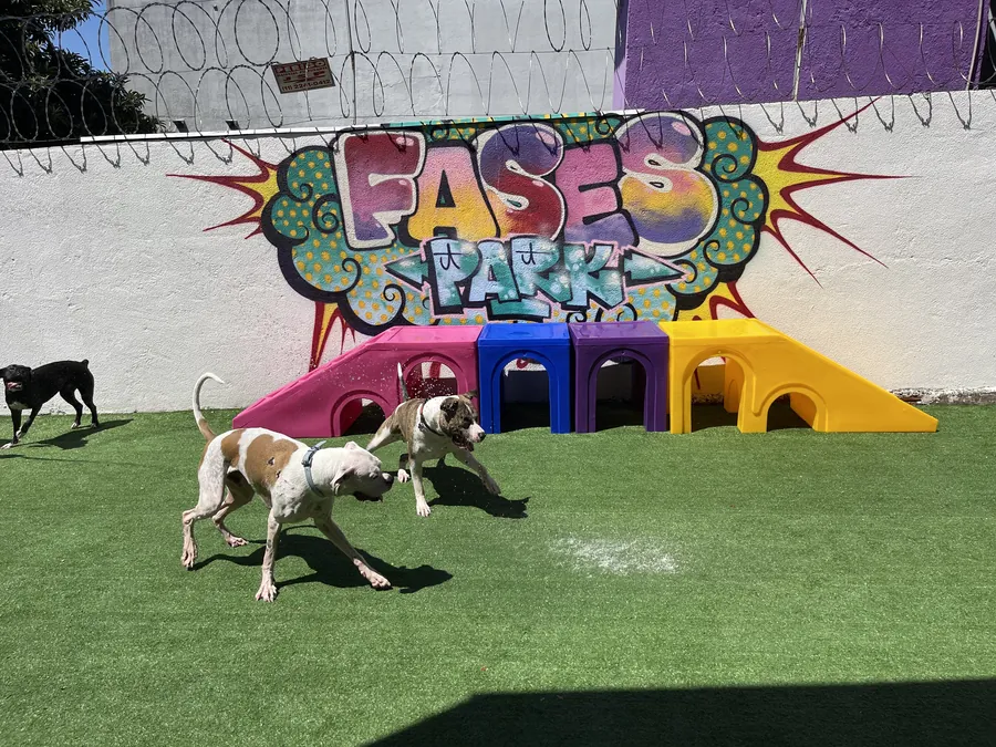 Cães brincando juntos no parque, em frente ao grafite da Fases